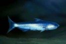 Cetopsis orinoco blue — 8